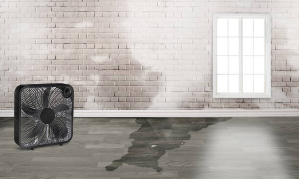 Best Basement water damage restoration  in Plant City, FL